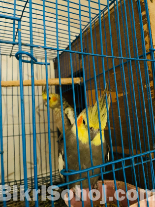 Kokatle
